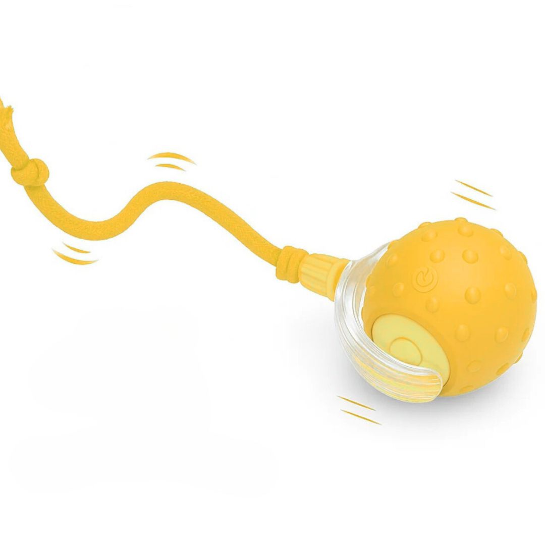 Interactive Pet Ball ✨