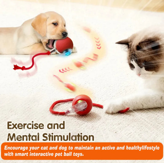 Interactive Pet Ball ✨