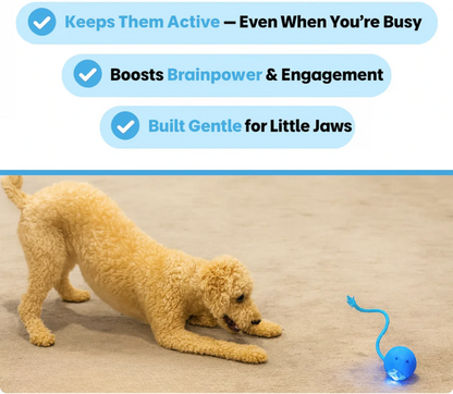 Interactive Pet Ball ✨