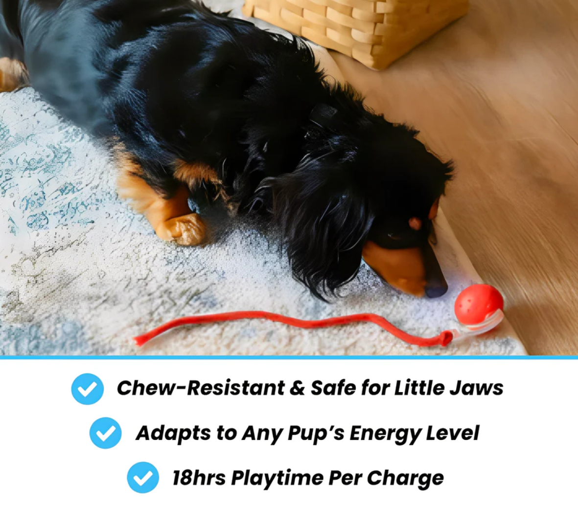 Interactive Pet Ball ✨