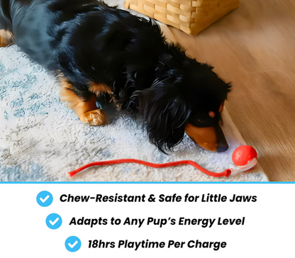 Interactive Pet Ball ✨