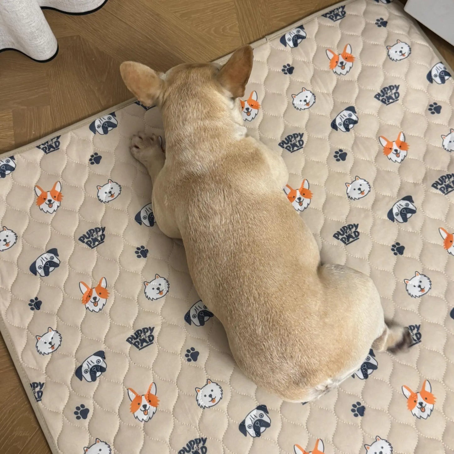 Prevent Pee Smells, Floor Damage, and Costly Cleanups with Clover💋